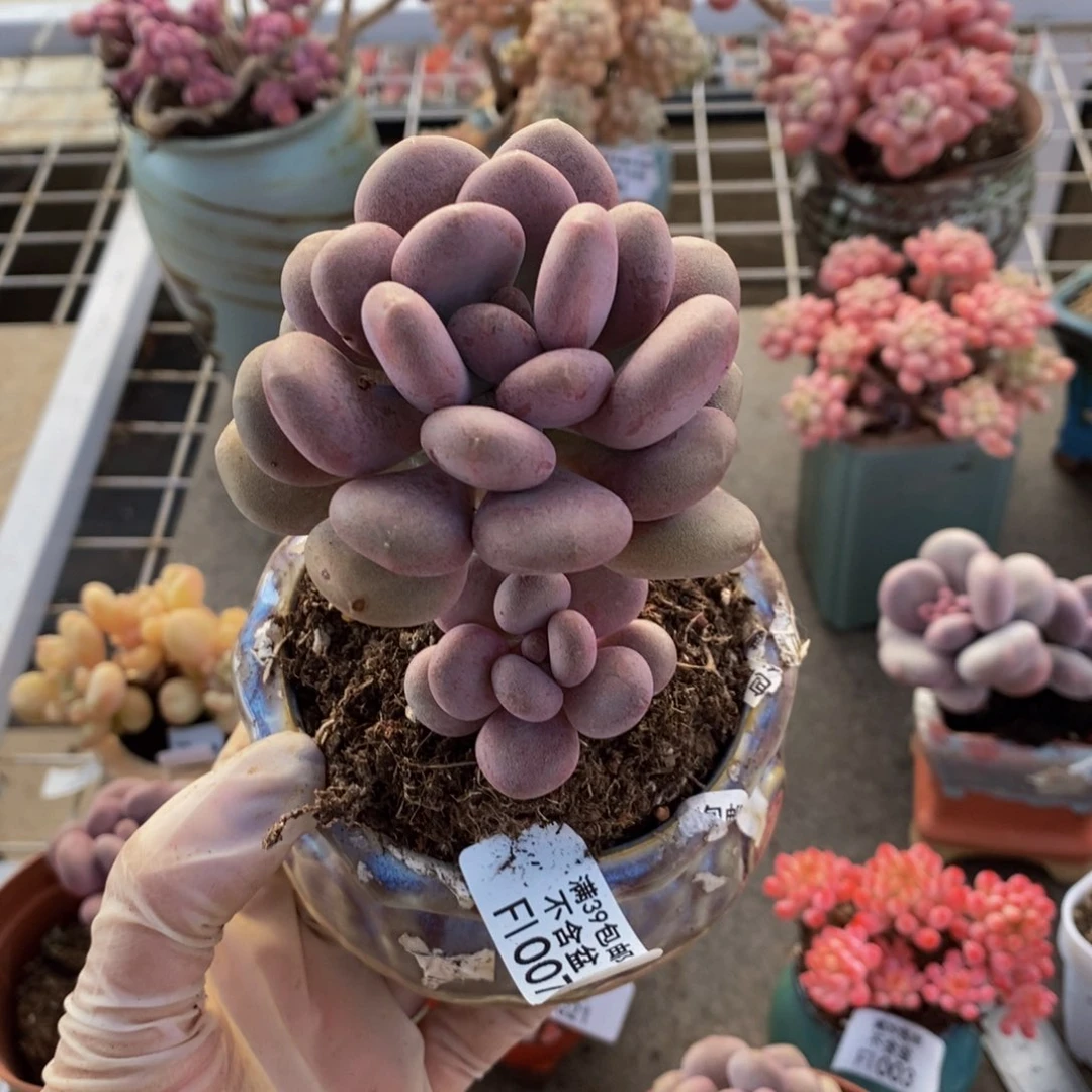 @*丽月美人007/6cm多肉