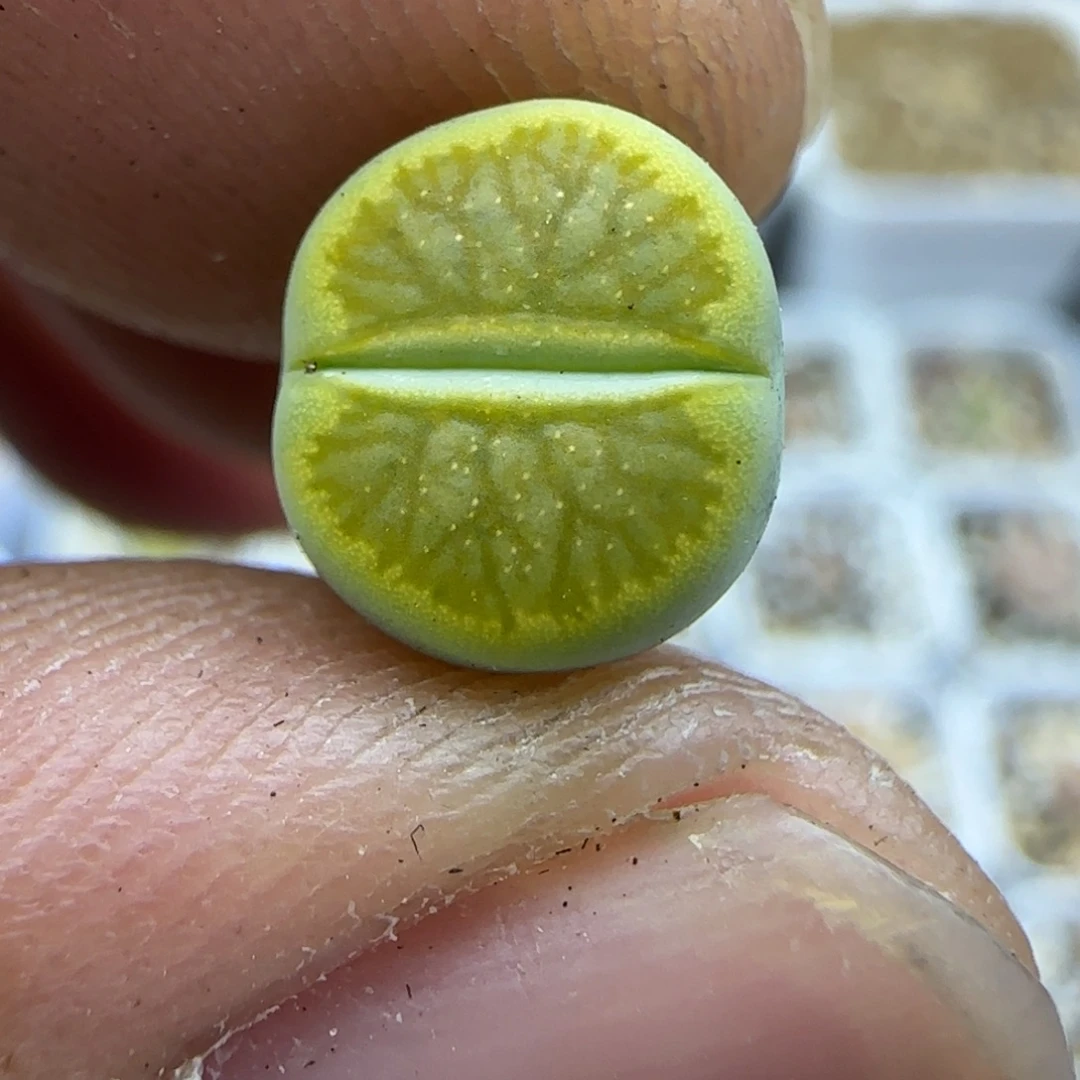 266 生石花大棚直播