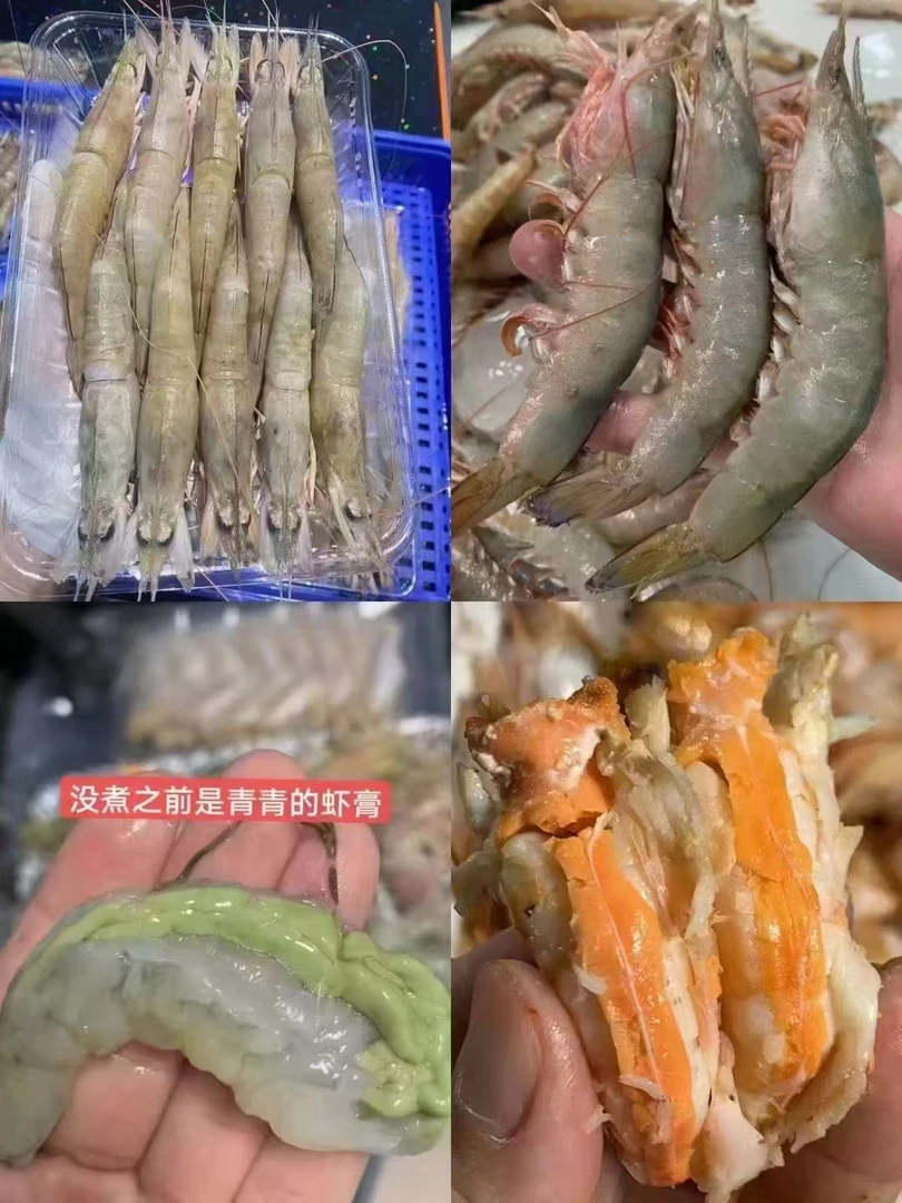 【全直哥海鲜】汕尾本港 野生卢虾母 麻虾母带膏 大规格10-12条/斤