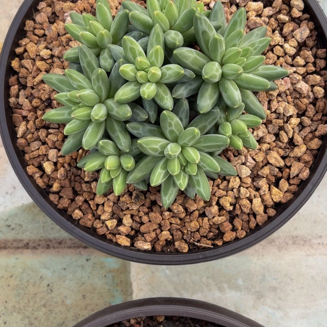 梅****伊卡多肉植物寄养