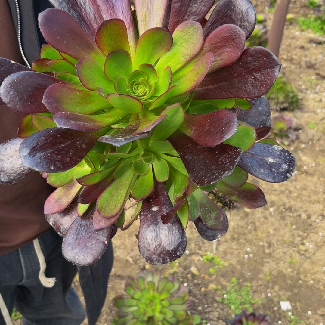 梅花多肉植物捧花的