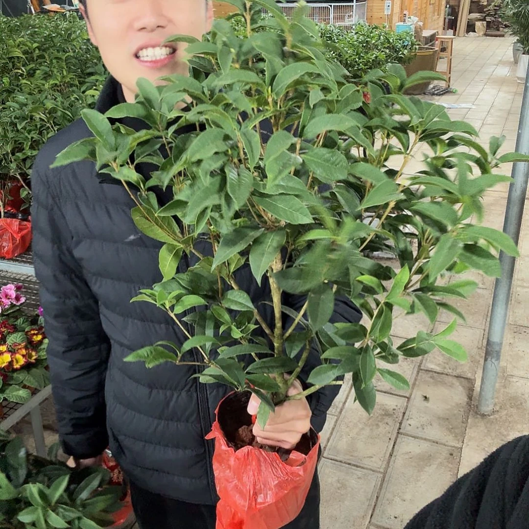 当前无花栽培后可以开花四季桂花一盆福利