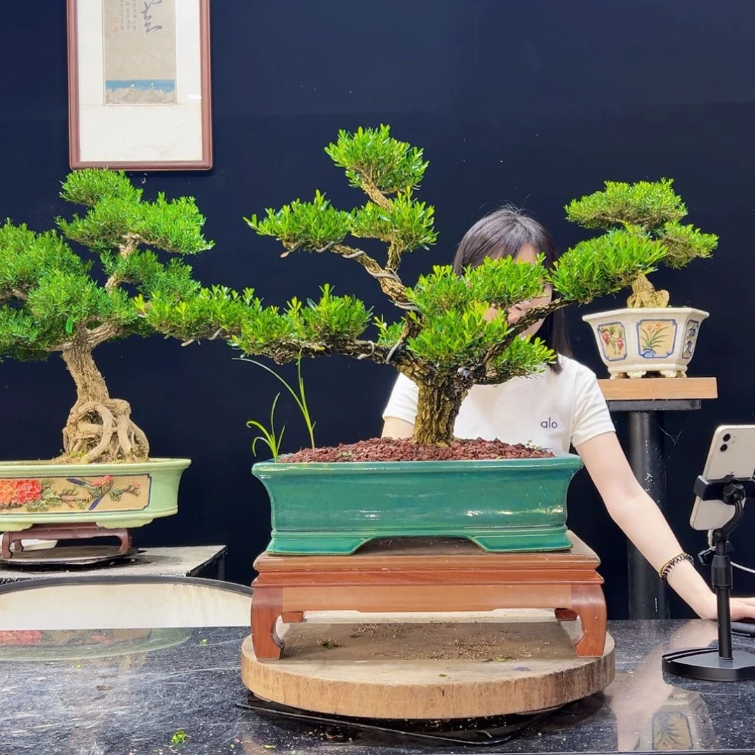 无花朵黄杨盆景老桩四季常青