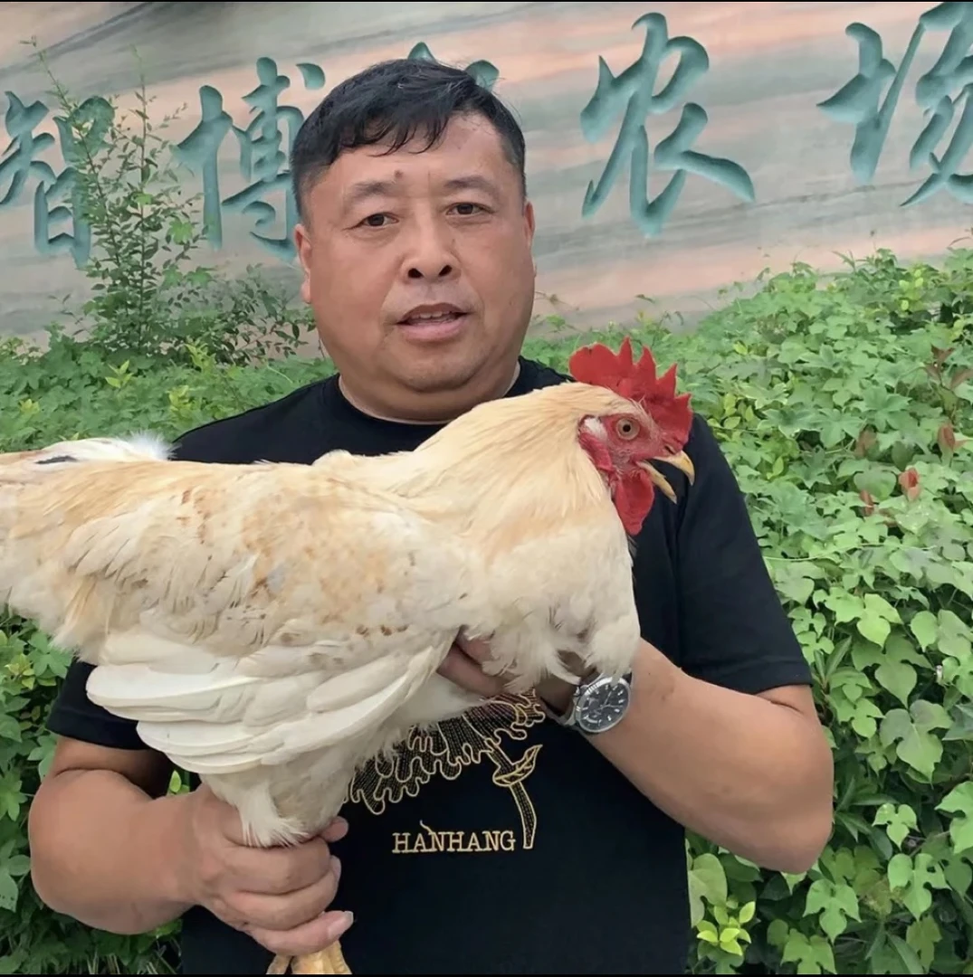 老孙家散养白公鸡