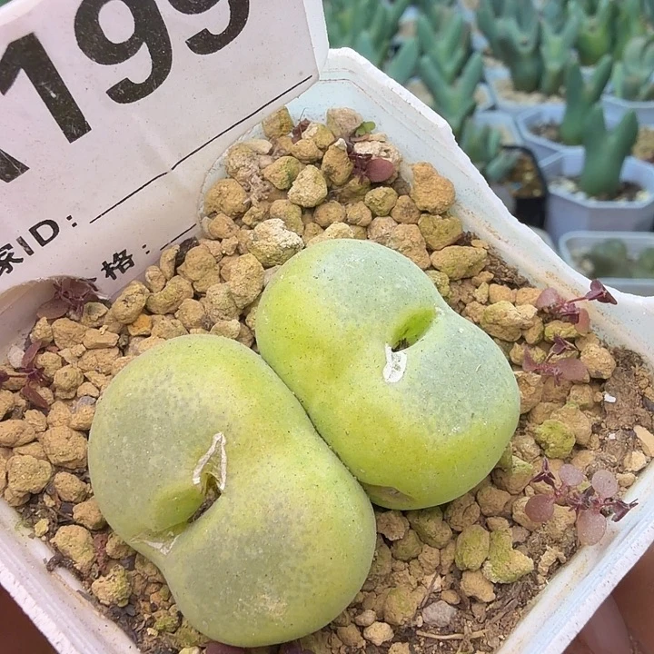 199。崔光母本双头