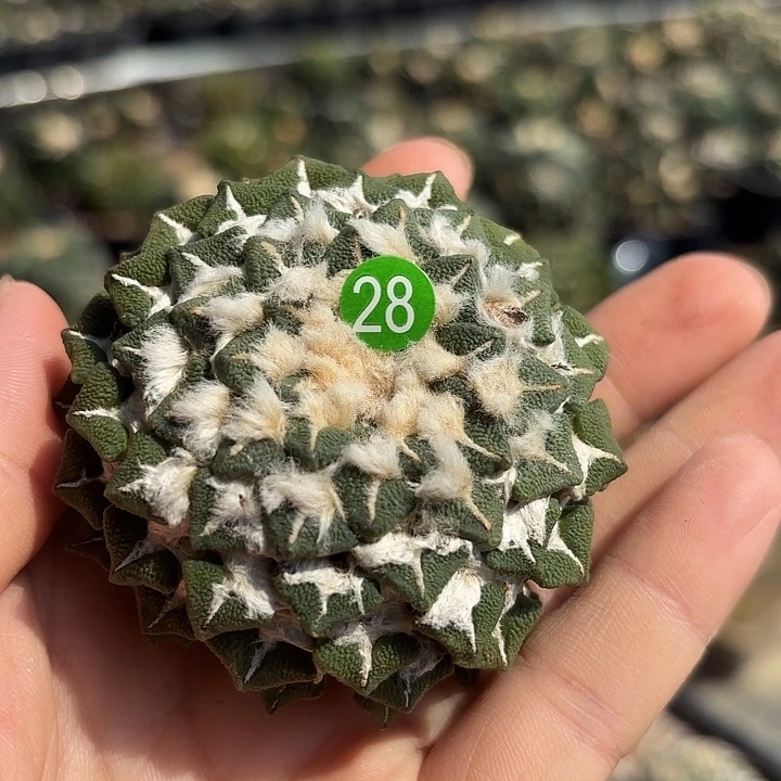 Q***d袖蒲苗接落地仙人球28