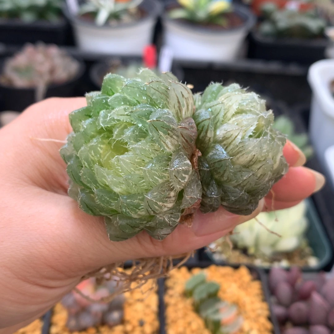 翠云玉露锦，脱土发货