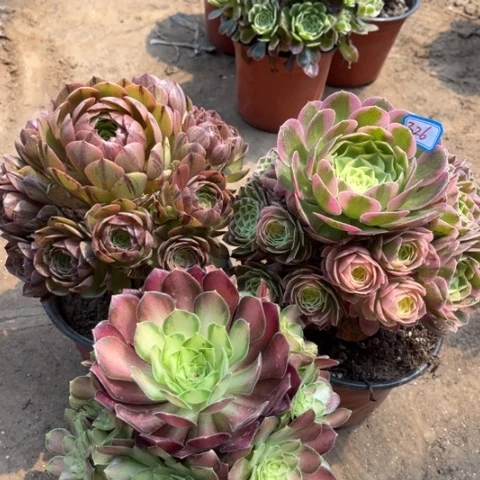 326多肉植物组合