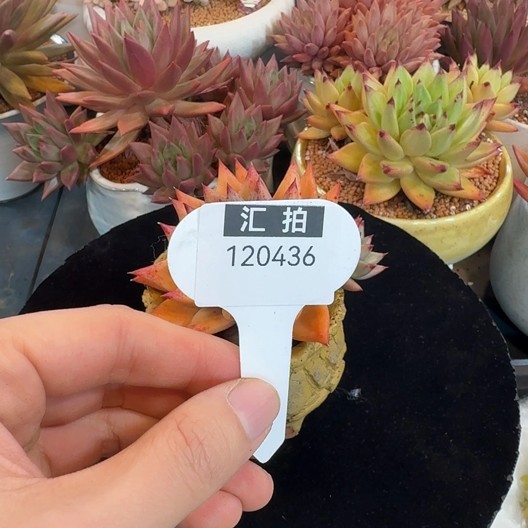 精品多肉植物120436
