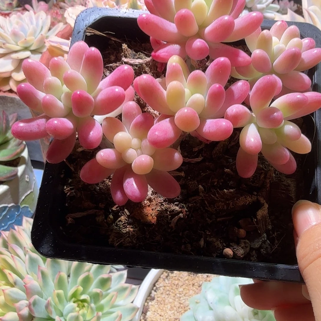 果冻乙女心锦彩锦，多肉植物
