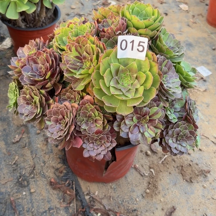 花月夜多肉植物不包损015有伤处理不售后