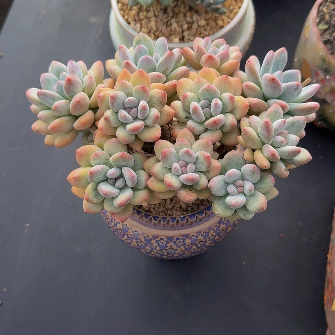 香水 11头 一物一拍