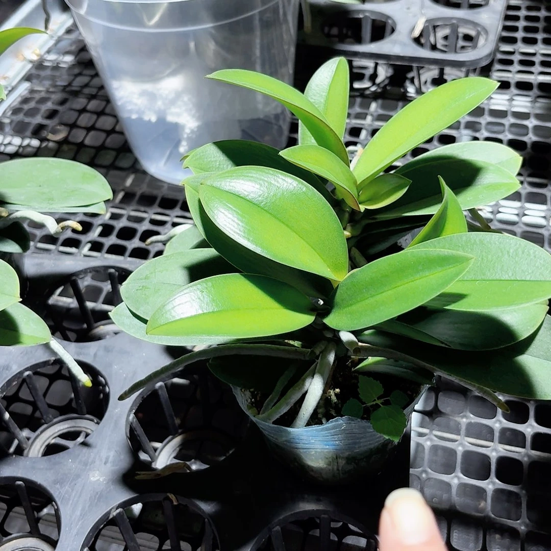 无花朵小叶巴掌叶2颗高品质