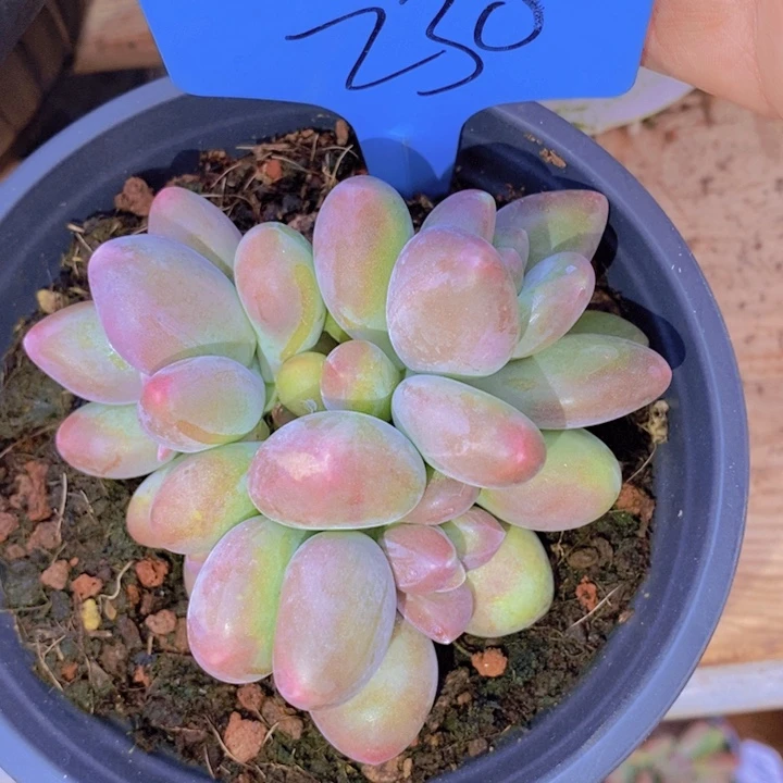 是吗不说实话就说实话