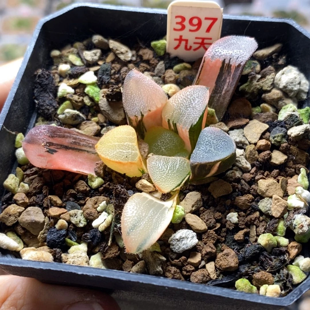 397号大黑天克锦多肉