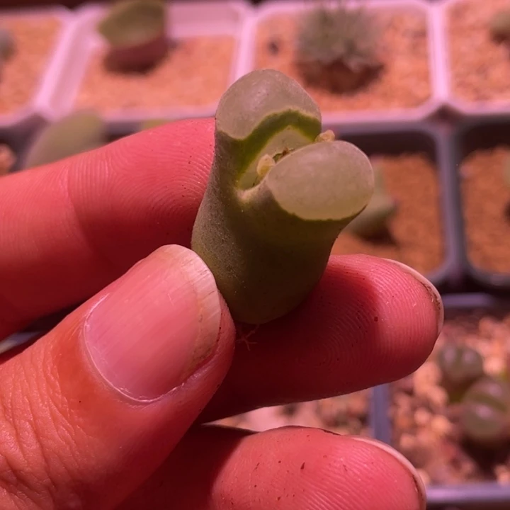 pub风铃植物一物一拍