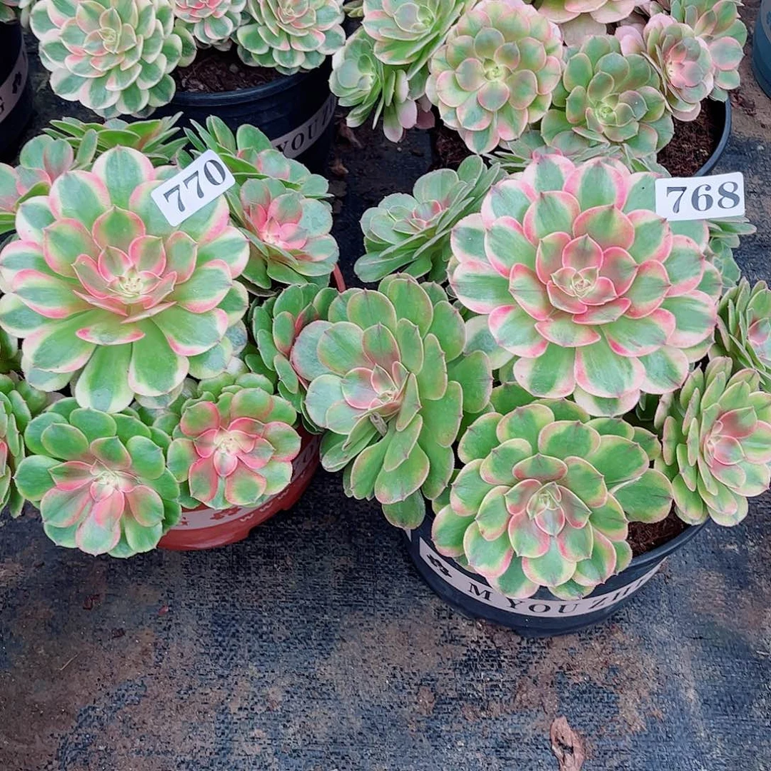 无花朵用****9多肉植物组合半糖770