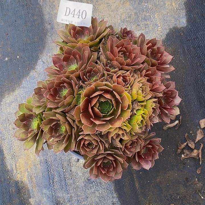 440红魔多肉法师锦