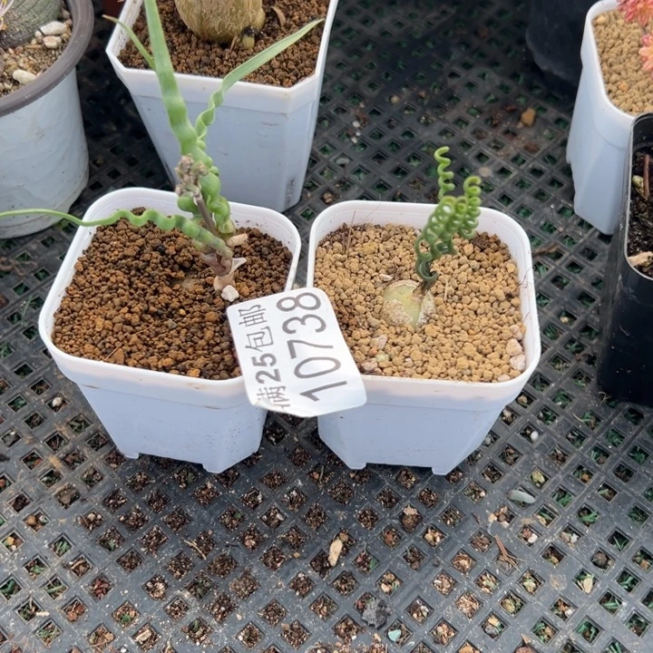 弹簧草738，一物一拍带盆