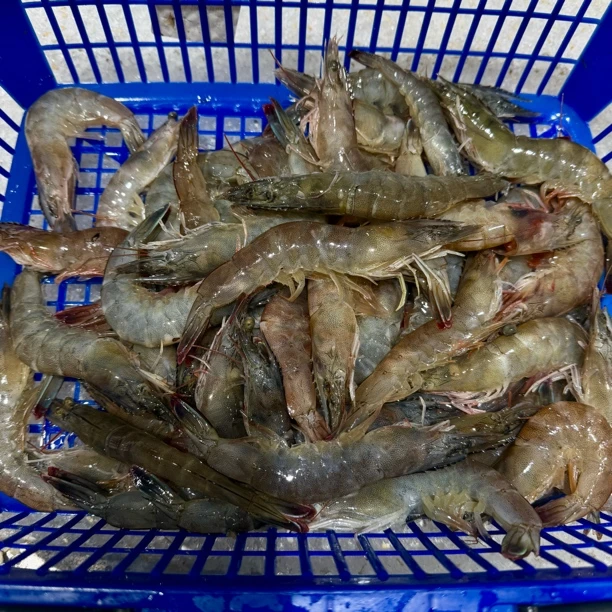 组合虾