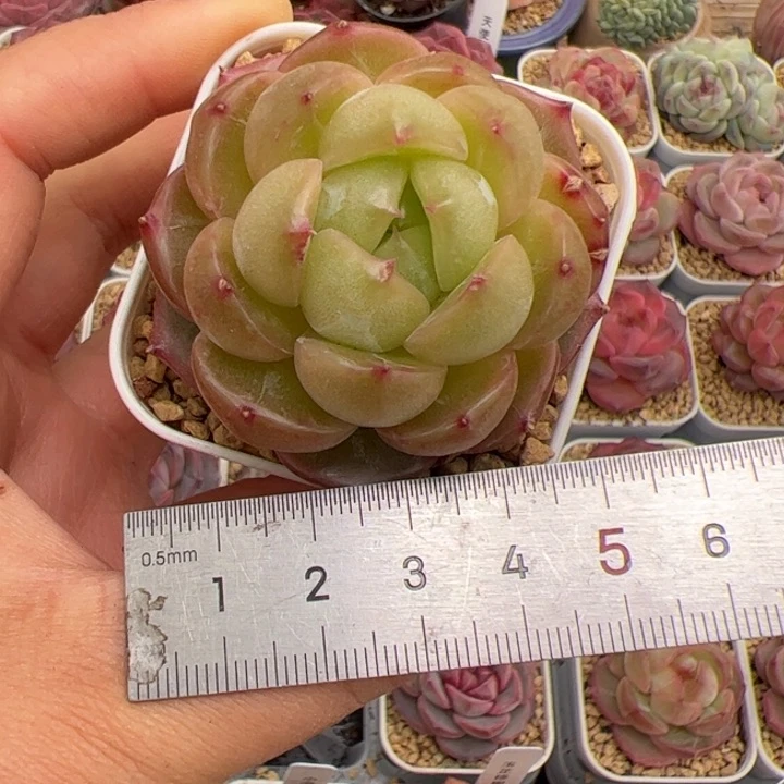 ～**姜049 多肉植物组合