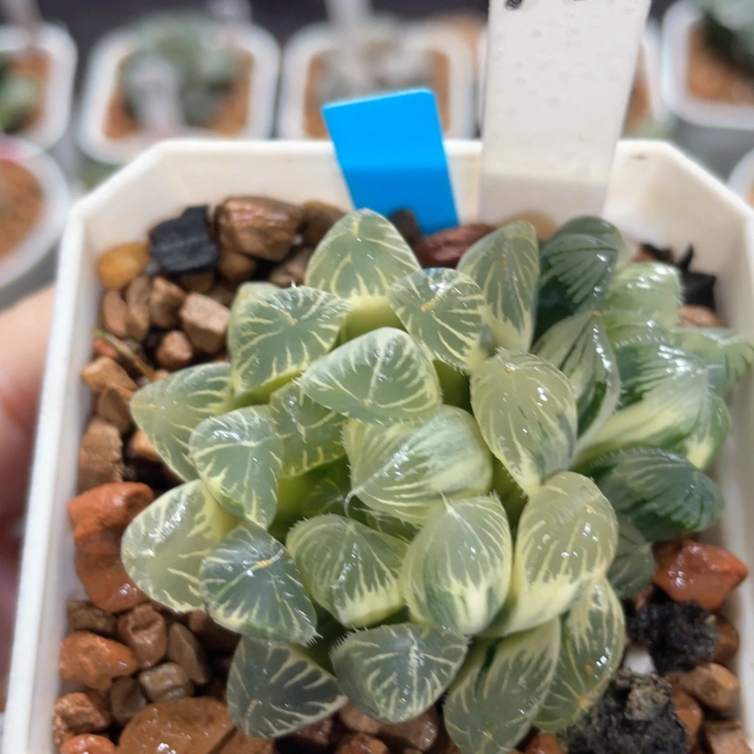 182糊斑夏沫锦。