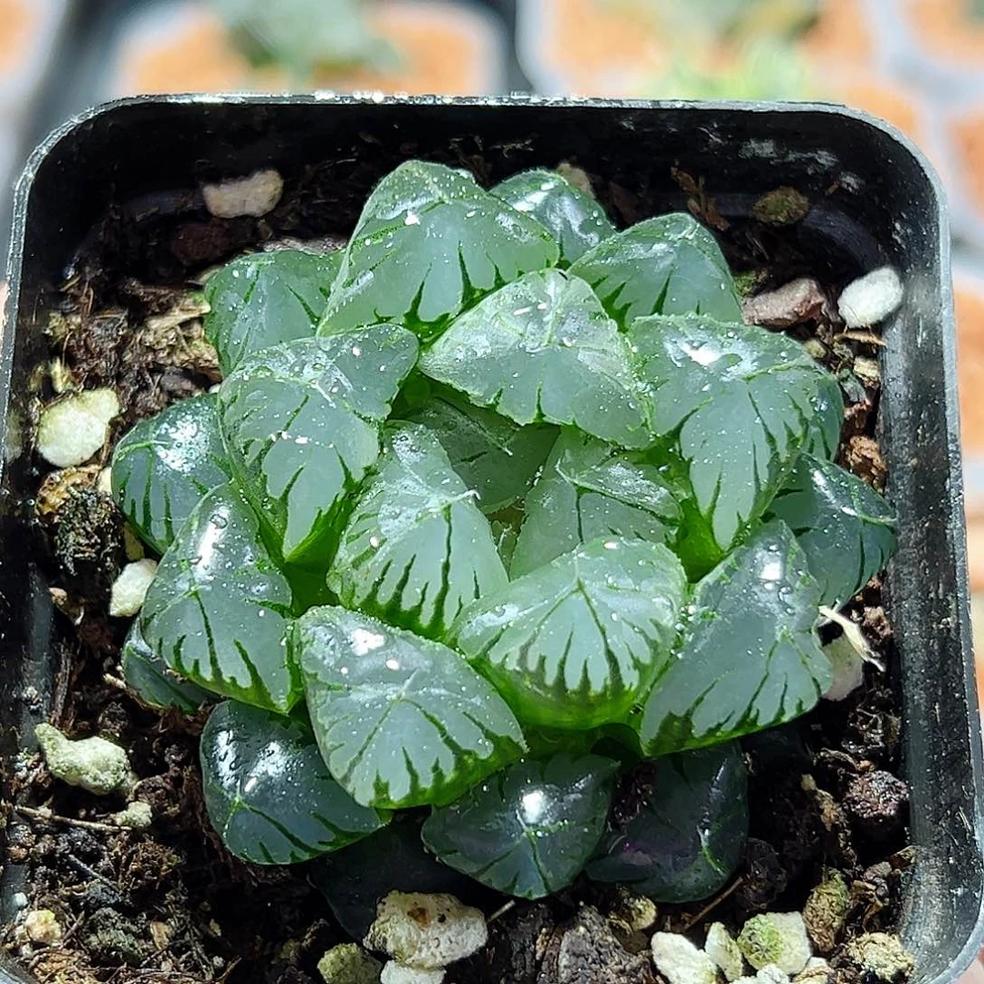 十二卷多肉水晶玉露