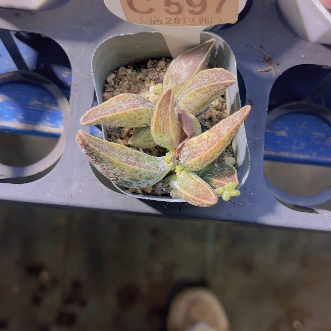 C597水泡一物一拍