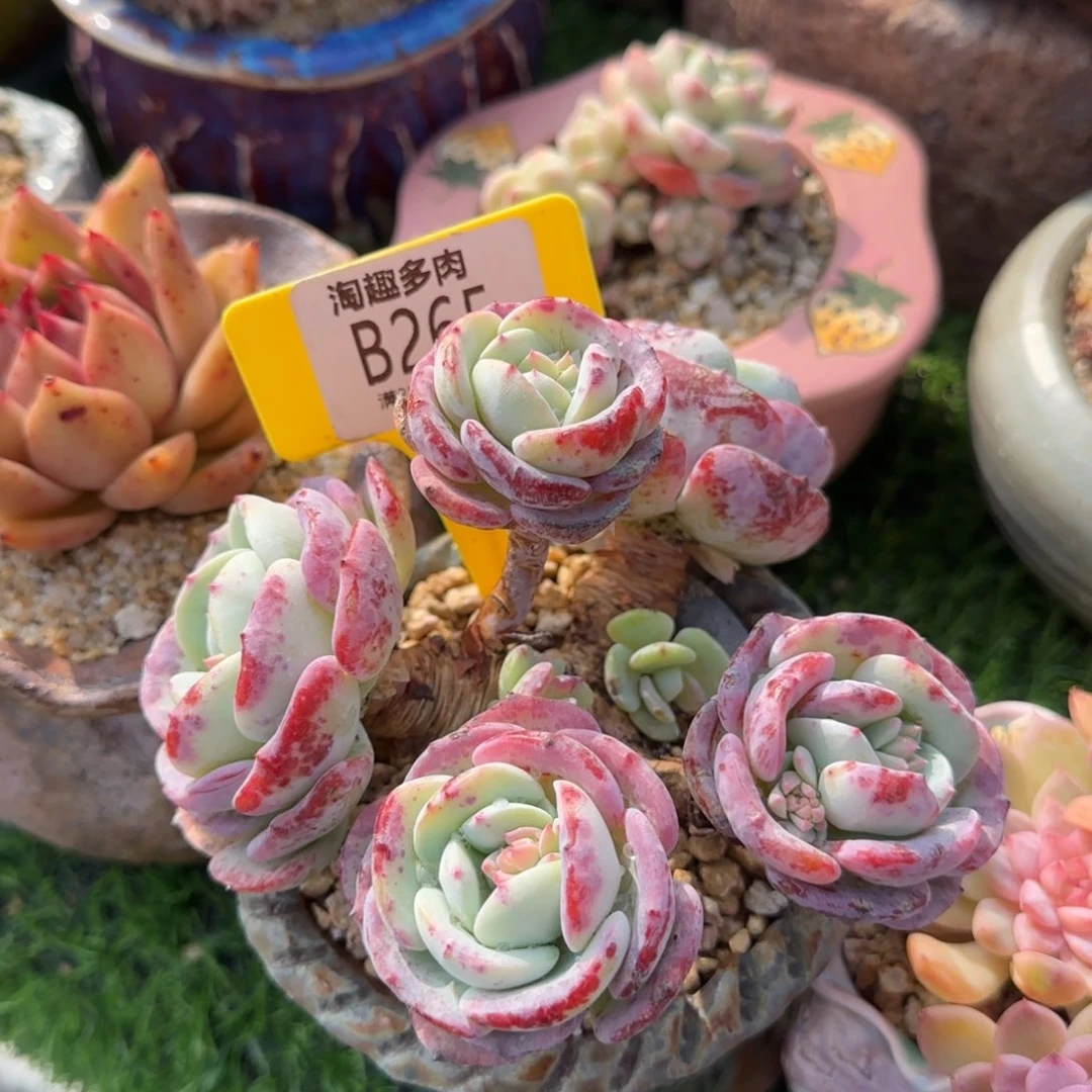 墨*多肉植物日系不落风