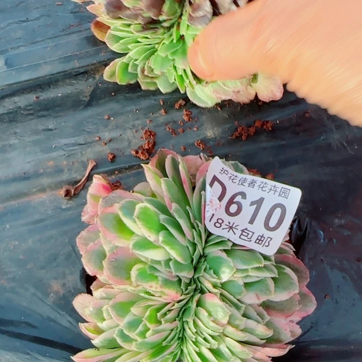 多肉法师淘宝福利