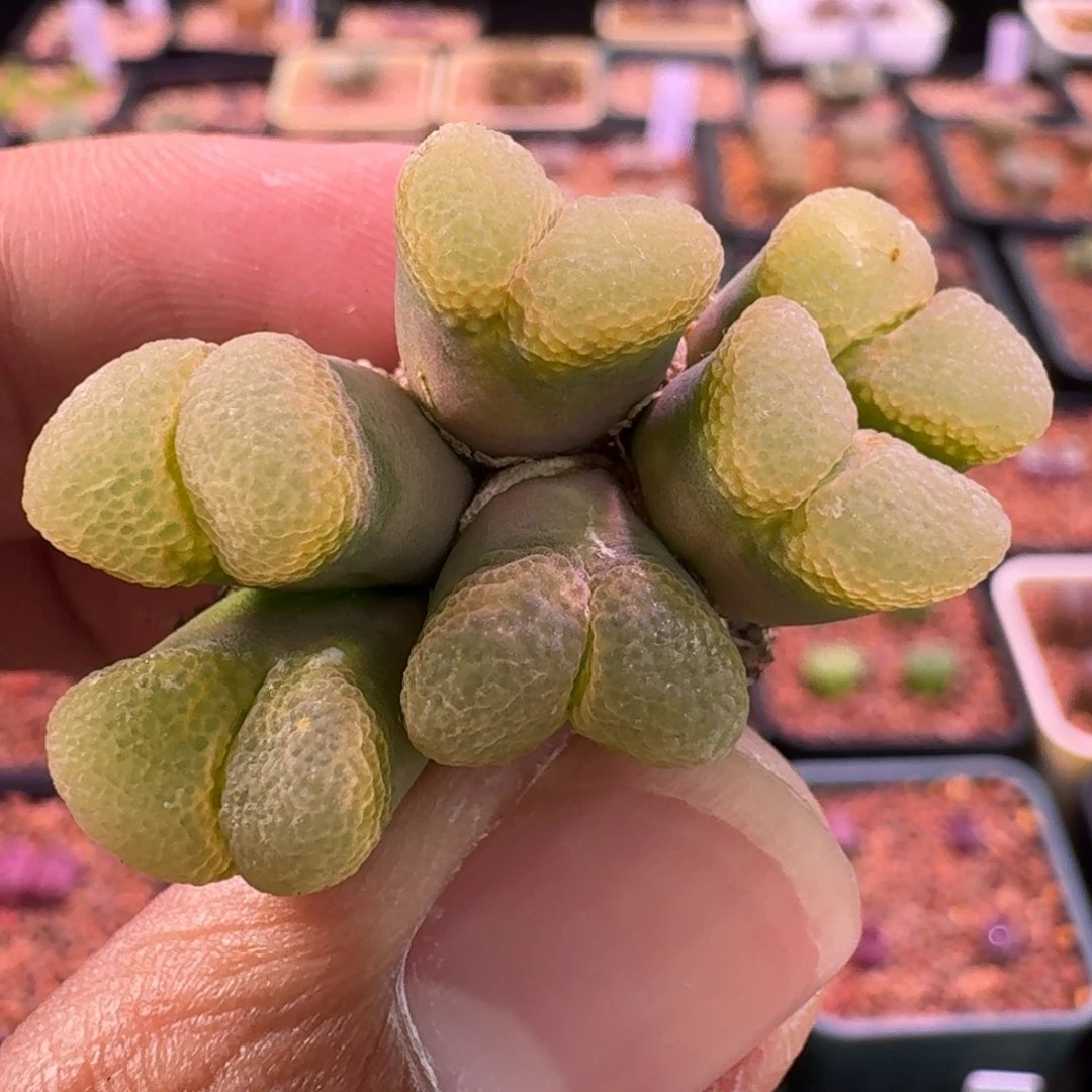 云缦精品番杏27.3 六头粉樱花