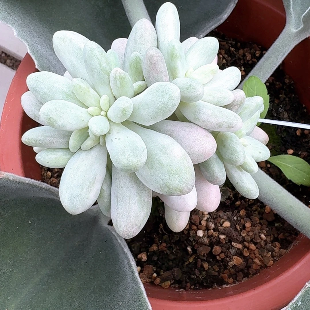 粉色恋人锦多肉植物