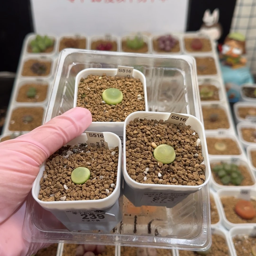 宇***熙肉锥多肉植物组合-569