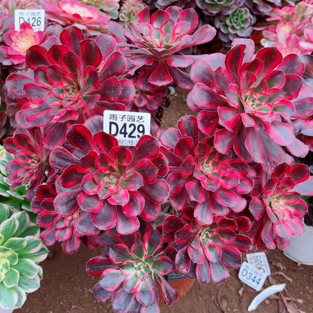 429丽娜雨子多肉植物