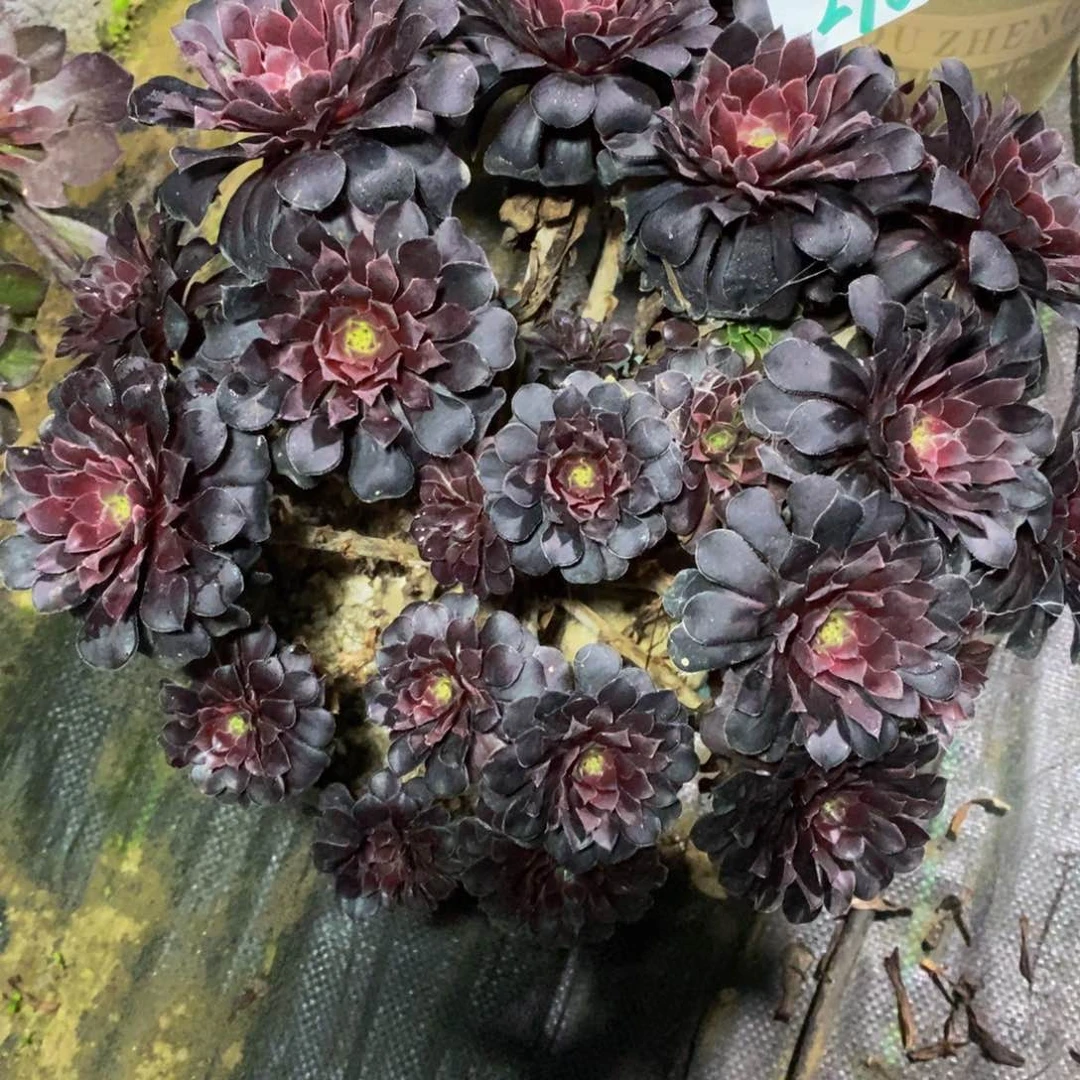 298号黑铜壶法师多肉