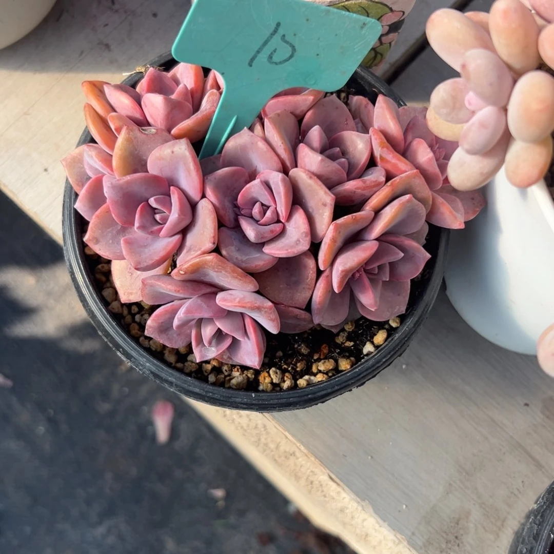 鱼*鱼多肉植物一物一拍