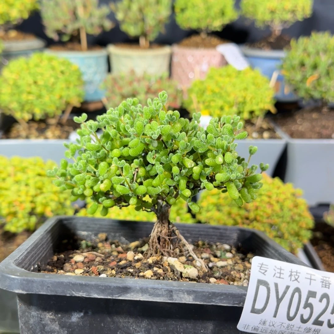 dy525翡翠老桩直杆冠服10cm小树型