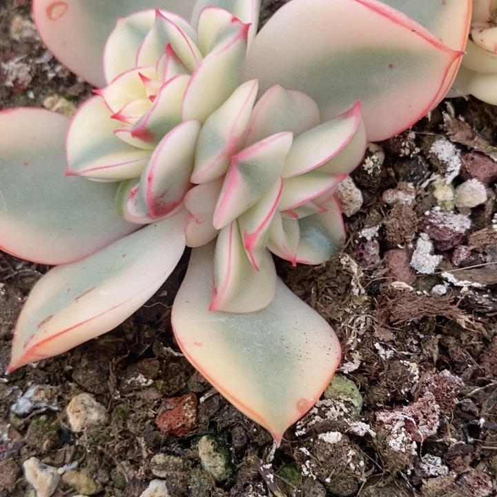 斗牛士锦多肉锦景天