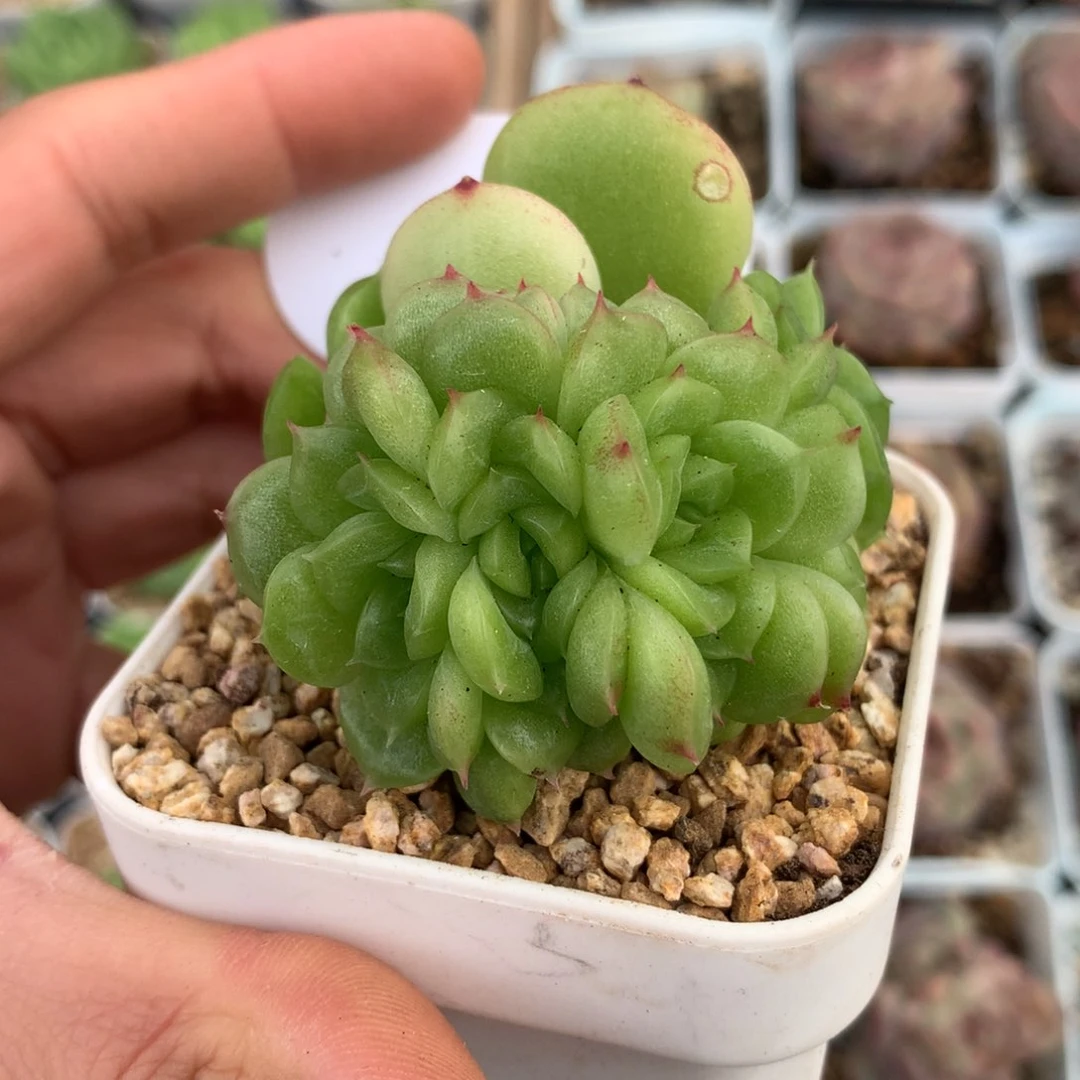 定繁蜜蜡珍妮麦秆朵朵缀397