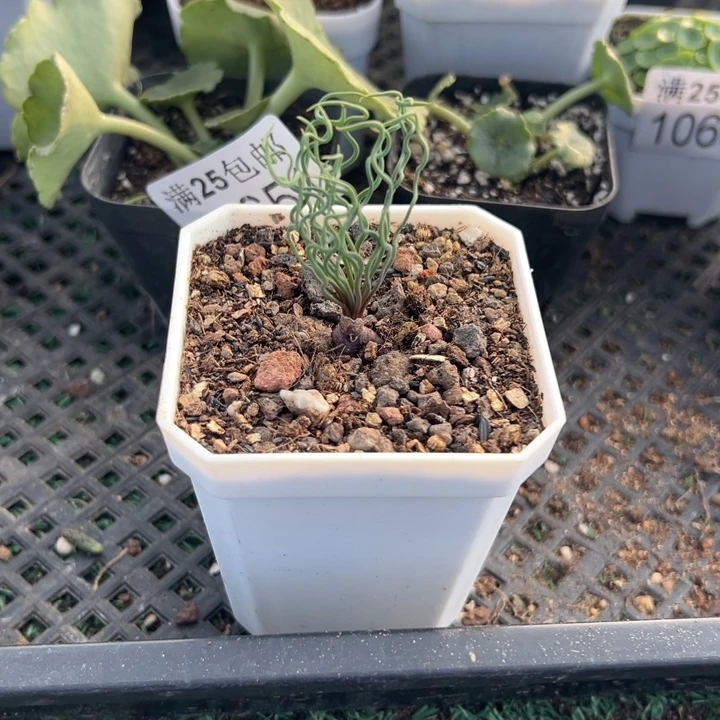 方便面，一物一拍，带盆