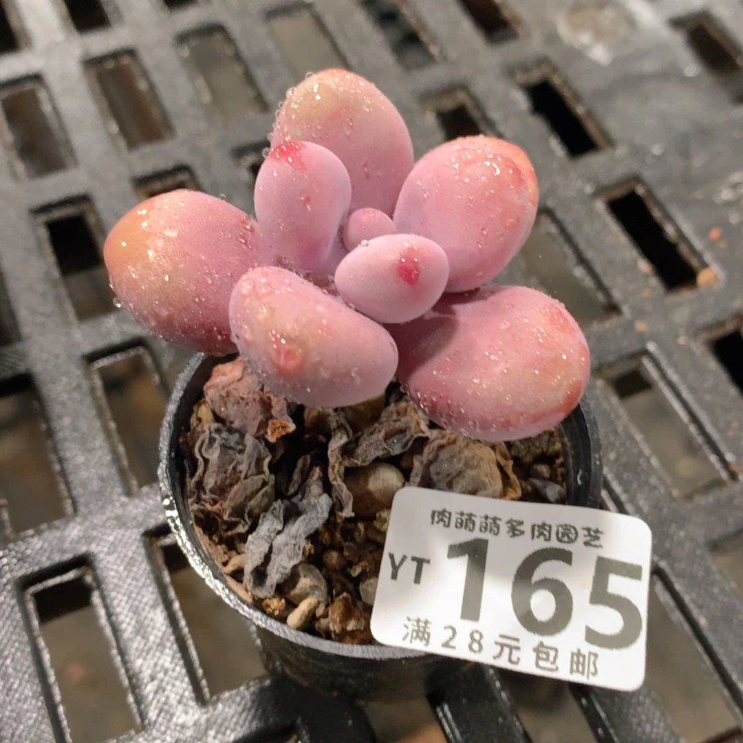 肉萌萌拇指盆精控多肉YT165