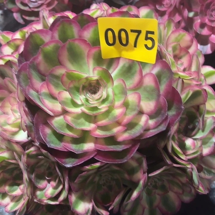 多肉植物荔枝0075