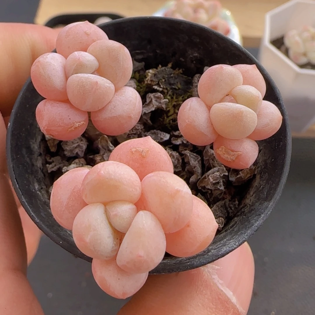 象牙泡泡糖全场满28包邮多肉植物