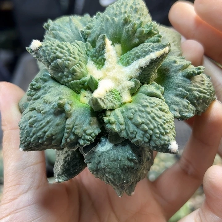 晚4号苗接龙怒无根尤变9.2公分