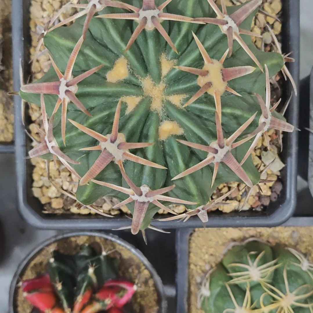 福利实生根宽刺凌波11公分