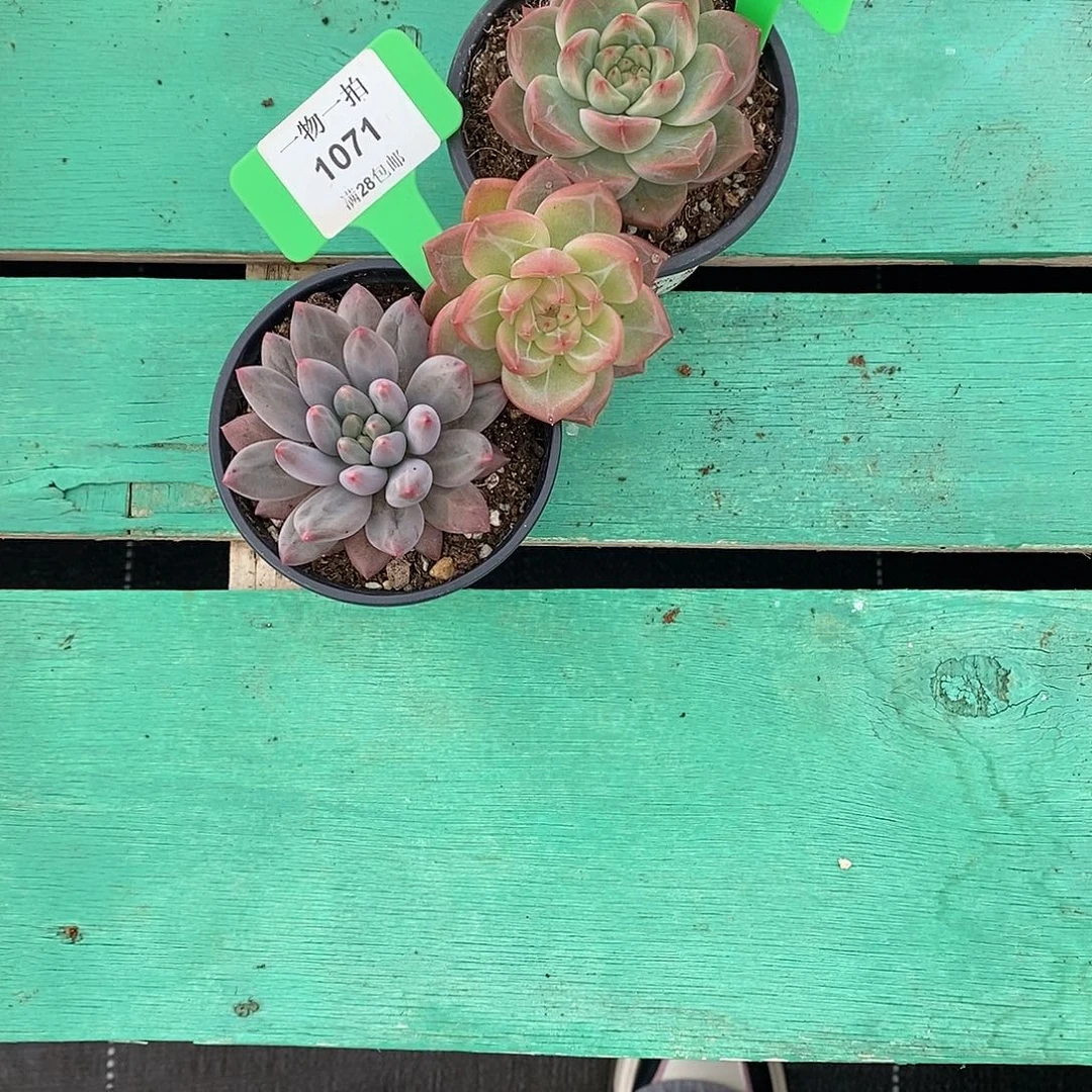 等***开1071       3颗  发货