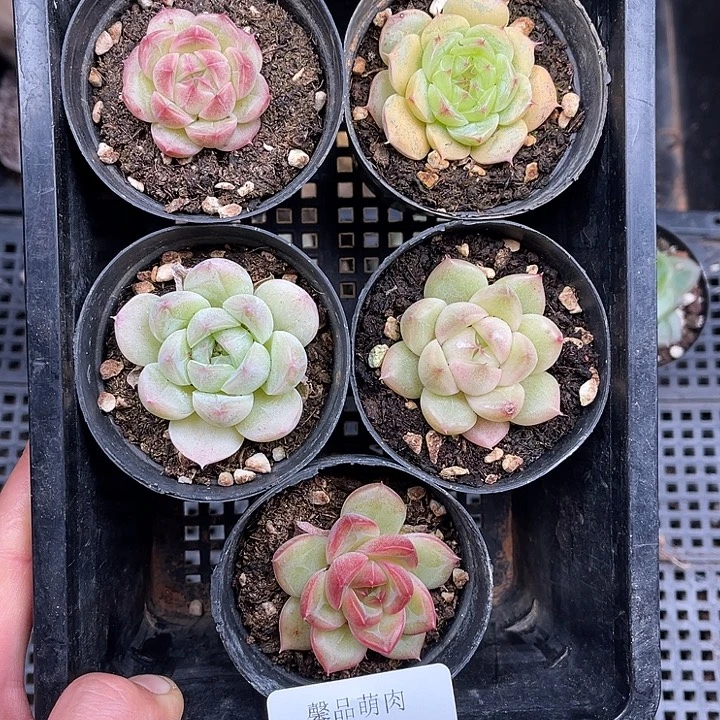 多肉一物一拍24-49