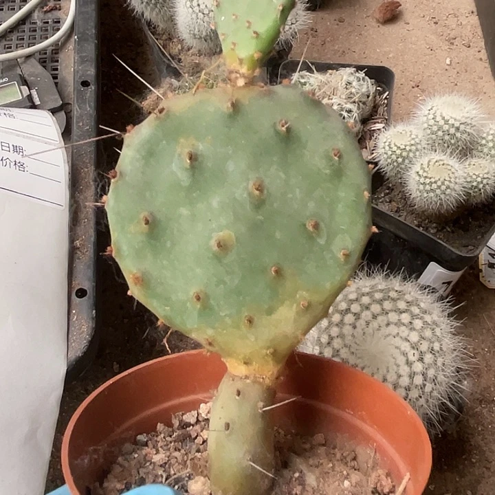 344仙人球开花植物仙人球