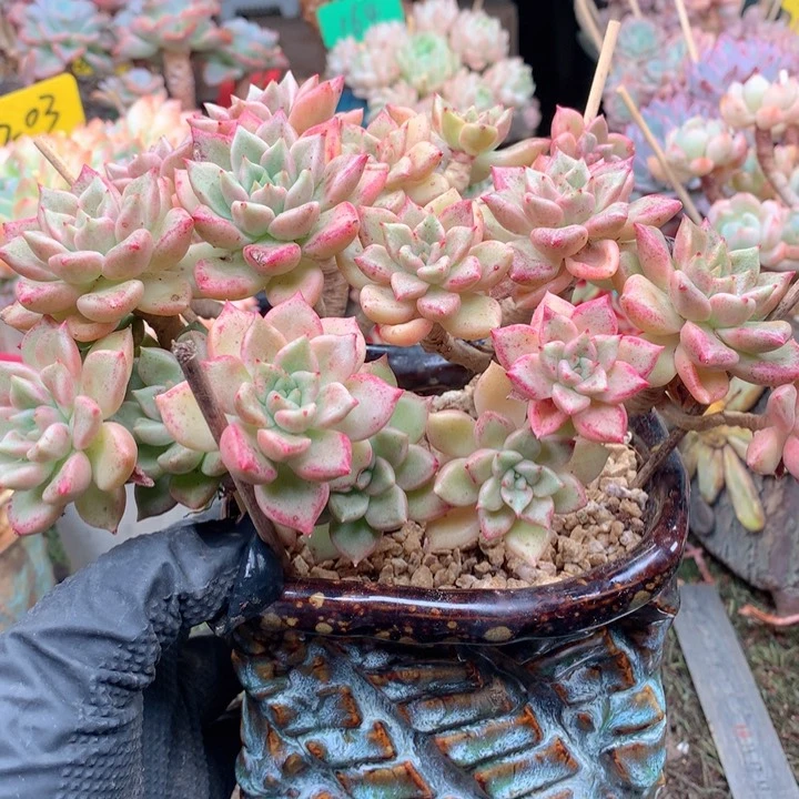 无花朵欢喜多肉一物一拍璀璨