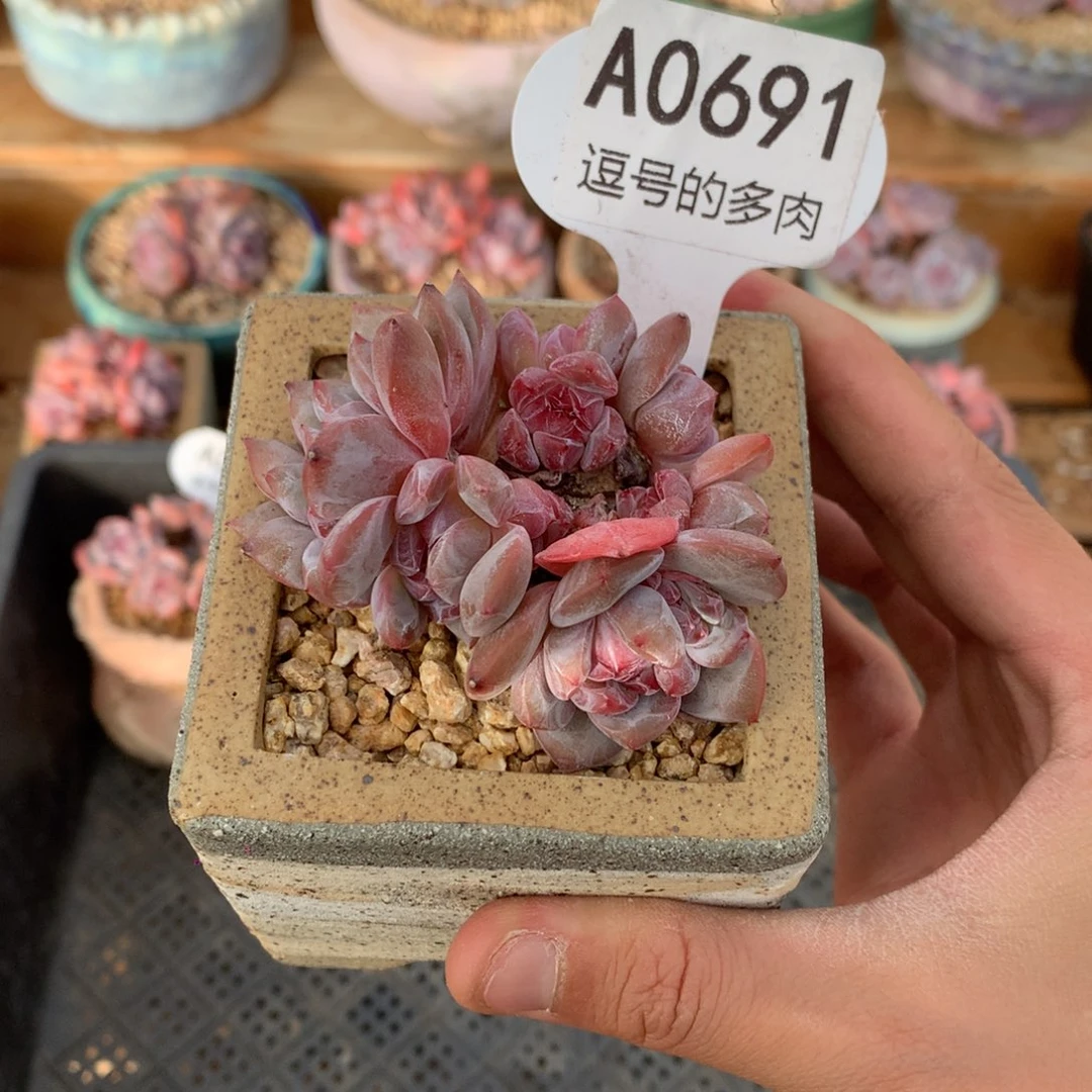 A0691 开播福利 星影小群 有砍 7.5cm